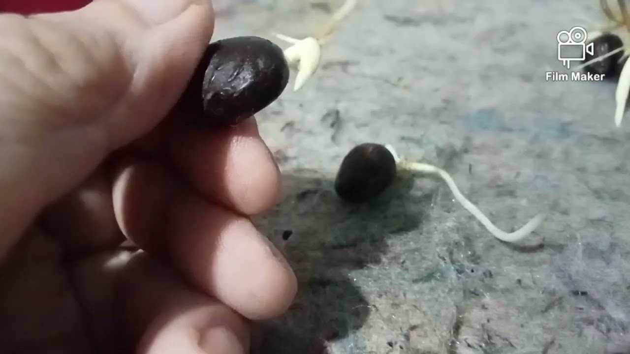 ciri ciri jantan dan betina kecambah bibit sawit