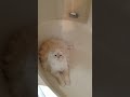Only the pretty things in life #trending #cat #persiancat