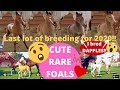 Last batch of CUTE and RARE FOALS for 2020!! Rival Stars Horse Racing