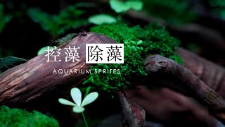 我的鱼缸如何控藻类和除藻  How to Control and Remove Algae in My Aquarium part 2