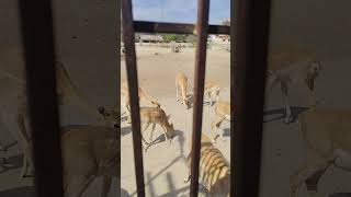 ramanreti m animal park dekha #shorts#youtubeshorts