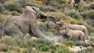 Unstoppable Rhino Rage! 🦏⚠️ The Moment Power Turns Deadly