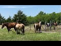 New Horses Moved In Behind The Boys - Belle The Little Flirt Is Causing Problems