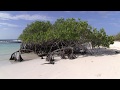 Mangroves of the Galápagos Islands