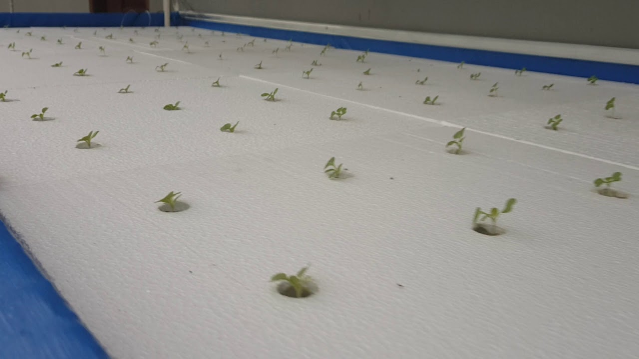 Modul hideoponik bertingkat, rakit apung dan DFT - YouTube