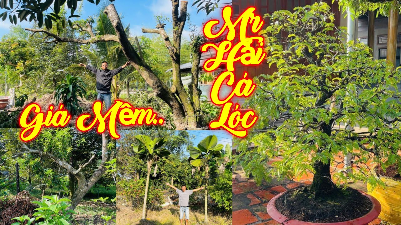 MR HẢI | #0939573957 | GIÁ MỀM NHIỀU CÂY ĂN TRÁI ĐẸP MÍT TỐ NỮ, MẬN TRẮNG, TÙNG, HỒNG XIÊM, ME, CỌ..