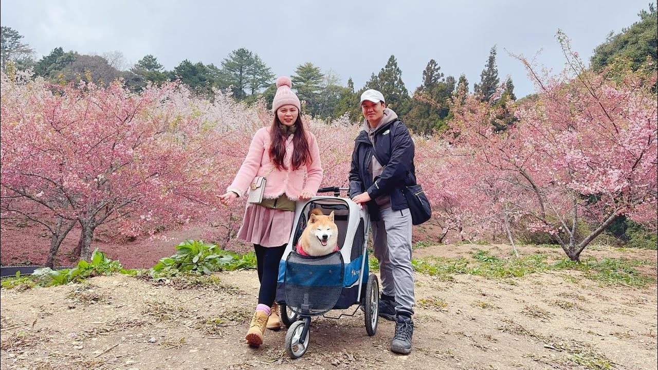 露營｜36露｜福壽山露營區｜無電台灣最高海拔｜搭搖滾區無電晚上只有5度｜帶著毛寶貝挑戰遠的要命的王國｜｜6千株櫻花🌸千櫻園 賞仙境｜超冷高海拔這樣吃｜高海拔無電裝備｜TIITENT|清境友善寵物餐廳