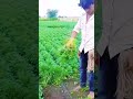 #farmer work fastly in field #trending #viralvideo #shortsfeed