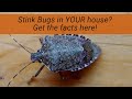 Stink Bugs in Your House?  How and why they are there, what they are  doing, and what you can do.