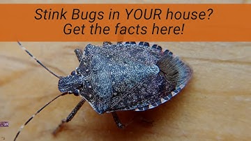 Stink Bugs in Your House?  How and why they are there, what they are  doing, and what you can do.