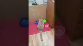 Везде итальянские мемы...