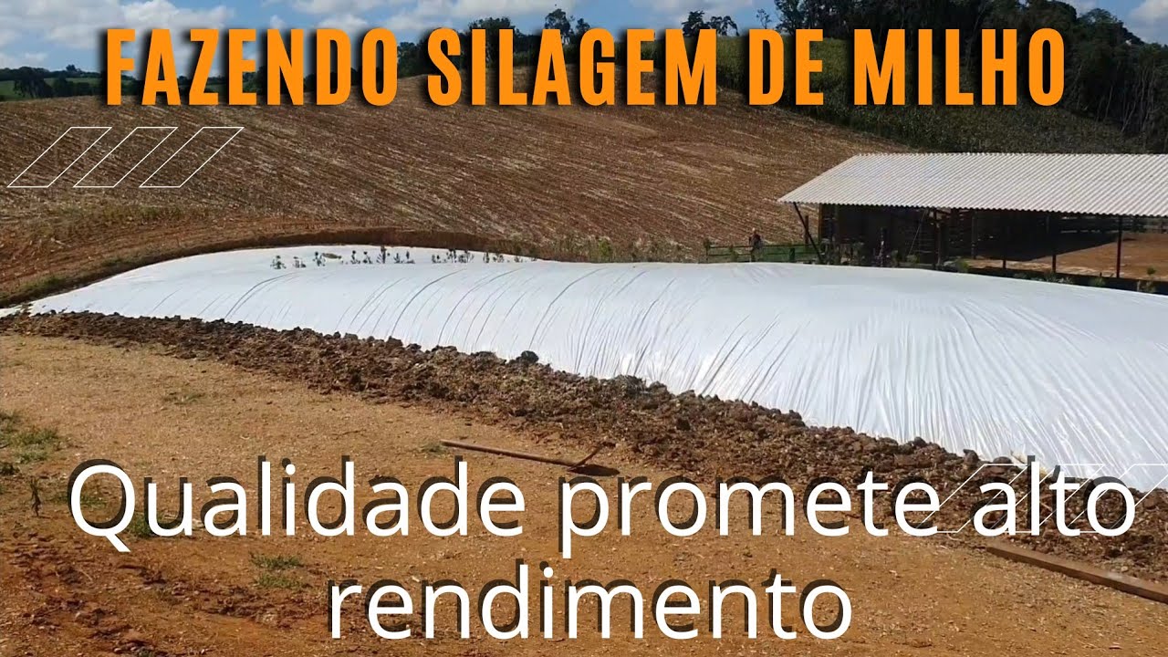 Silagem de milho ensiladeira JF com plataforma área total.