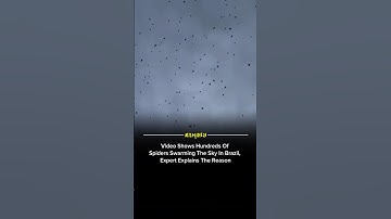Video Shows Hundreds Of Spiders Swarming The Sky In Brazil, Expert Explains The Reason