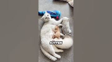 Deze kat adopteert een zwerfkitten als haar eigen ❤️