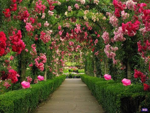 Lynn Anderson - Rose Garden (Lyric Video) [HQ]
