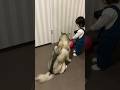 微笑ましいシベリアンハスキーと2歳児の後ろ姿 #shorts