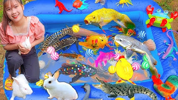 Tổng Hợp Thỏ Vlog Bắt Cá Mập, Tìm Kiếm Con Thỏ Dưới Ao Bèo, Con Rùa, Cá Sấu