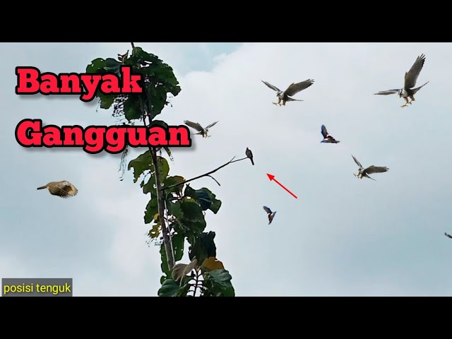 part 6 | Mikat Perkutut Pakai Pulut | Kenapa banyak gangguan di tempat ini class=