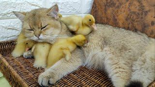 Adorable Moments: Scottish Straight Cat and Ducklings Nap Together by Funny Pets 2,738 views 8 months ago 2 minutes, 5 seconds