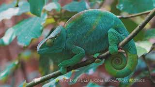 Panther chameleon / Madagascar 2024