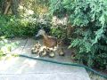 it's raining ducklings