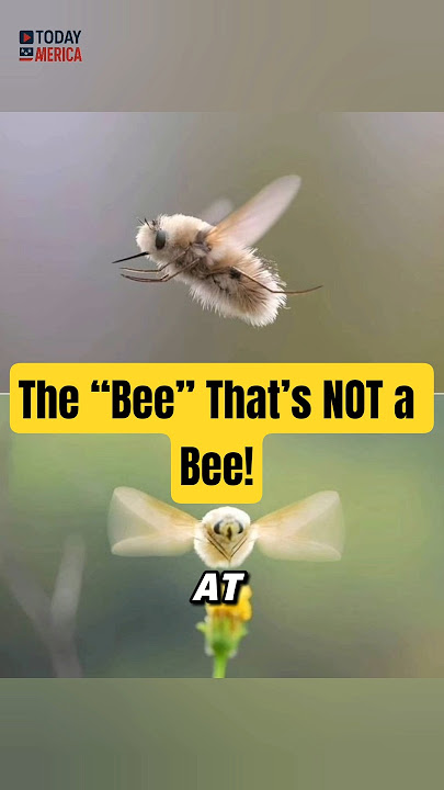 The JAPANESE FLY BEE – The “Bee” That’s NOT a Bee!