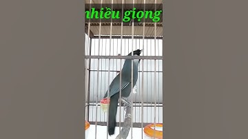 Khướu bạc má hót nhiều giọng hay - Luyện khướu bổi hót, Kích khướu trống căng lửa hót múa.#shorts