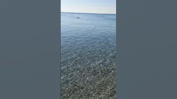 Анталия Кто кусает в море🐠Облада чернохвостая  #shorts