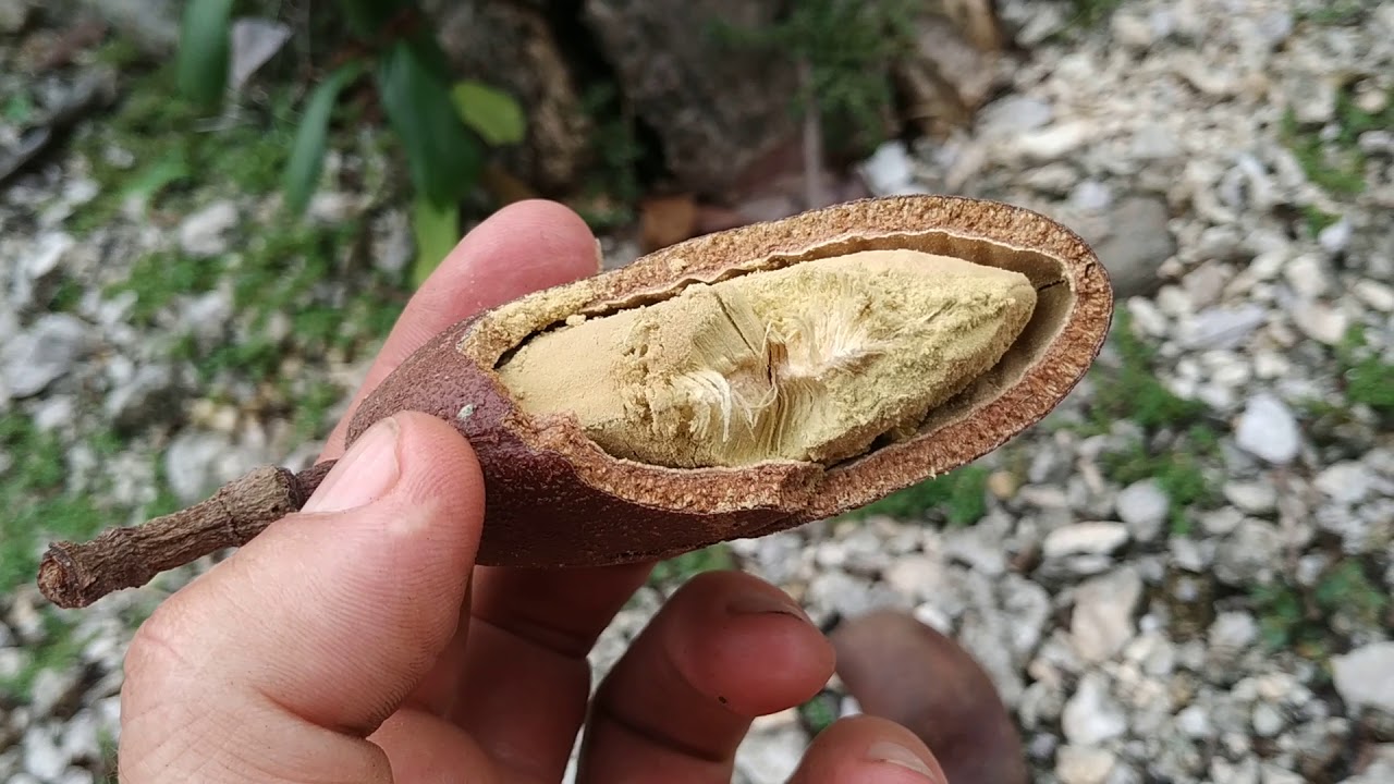 Have you tried STINKY TOE fruit (Hymenaea courbaril)? - YouTube