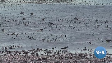 LogOn: Big Data and Farmers Create Instant Wetlands to Help Migrating Birds