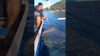 Download Lagu Terkagum-kagum melihat Hiu Paus di Gorontalo MP3