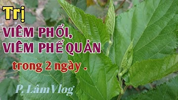 Trị VIÊM PHỔI, VIÊM PHẾ QUẢN... trong 2 ngày.