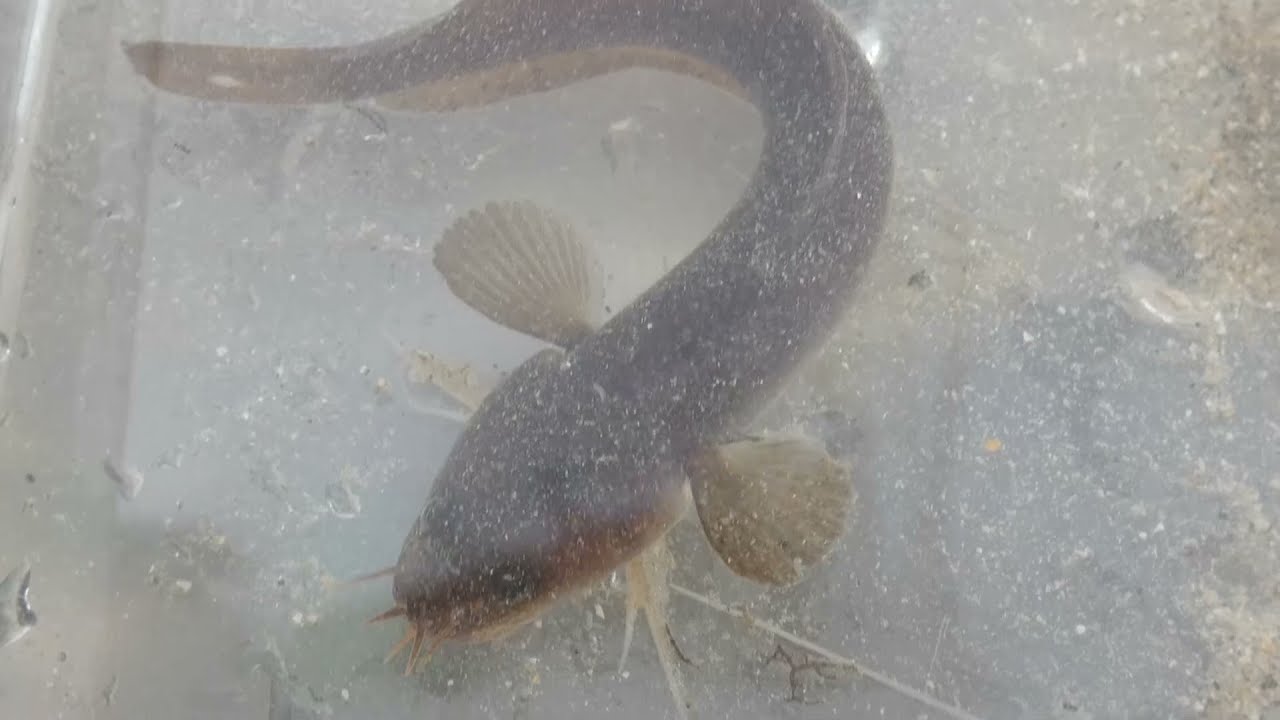 Fivebeard rockling - Motelle à cinq barbillons (Ciliata mustela)