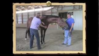 Healing Touch for Animals