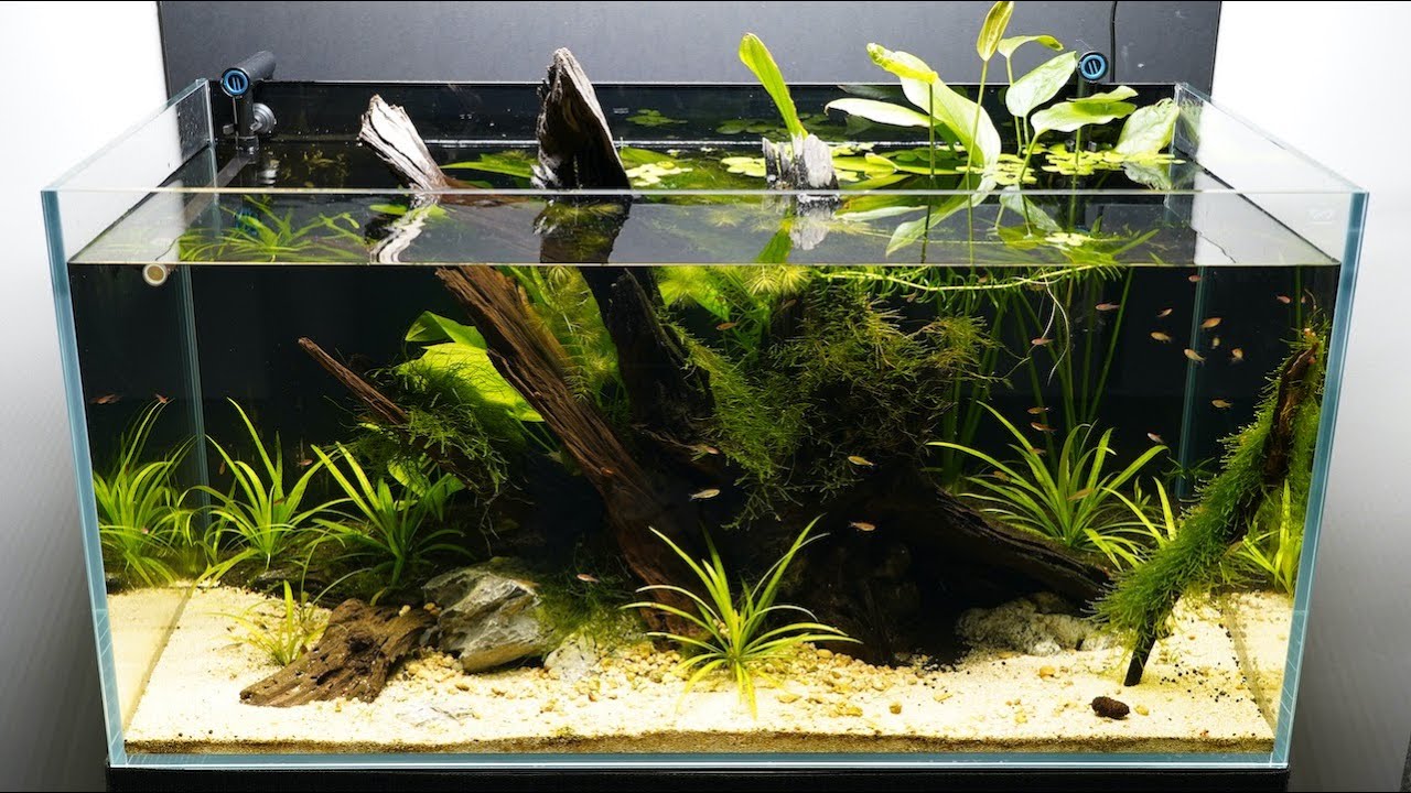 Aquarium biotope amazonien pour Tetra Rubis (Axelrodia Reisei) HD