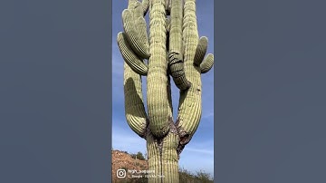Thumbnail of Gigantic Saguaro