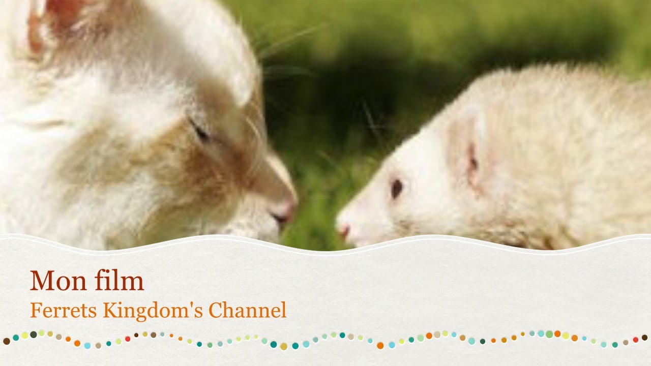 Ferrets VS Cats compilation YouTube