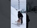コールが父ちゃんに夢中な理由🥰２【ゴールデンレトリバー】 #北海道 #コール家