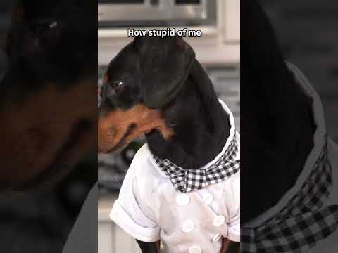 Dog Gives You Pro Cooking Tips! 👌😘 #Chef #Dogs #Shorts