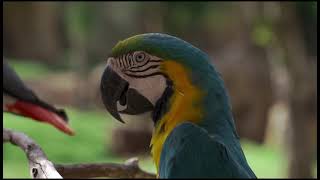 dengarkan suara kicauan burung macaw ekor panjang‼️