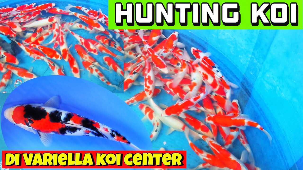 HUNTING IKAN  KOI  BERKUALITAS  PENJUAL IKAN KOI  DI KOTA 