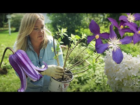 Video: Climbing Hydrangea Tsis Paj: Tau nce hydrangeas kom tawg