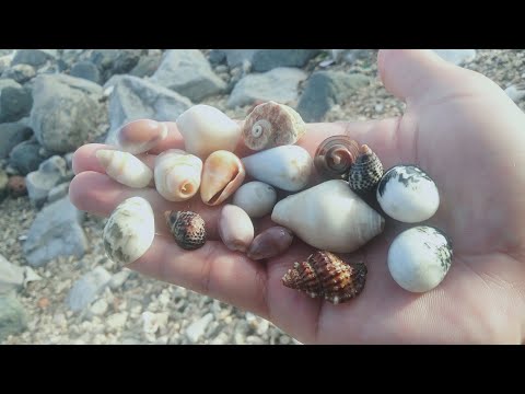 Video: Cara Membuat Perhiasan Kerang Laut