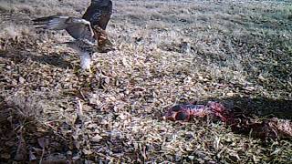 Red Tailed Hawk vs Bald Eagle