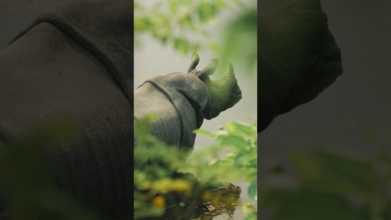 Face to Face with a One Horned Rhino! Watch full episode on my channel!