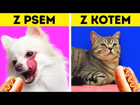 Wideo: Vetmedin - Lista Leków I Recept Dla Zwierząt Domowych, Psów I Kotów