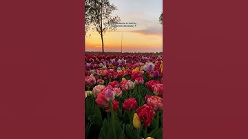 Exploring Keukenhof Tulip Gardens in Lisse, Netherlands (2024)