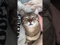 天使から大天使になるにゃんこ#shorts