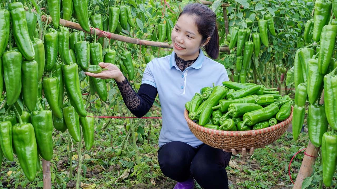 Harvesting Green Chili To Sell At Market - Rasing Chickens | Hanna Daily Life