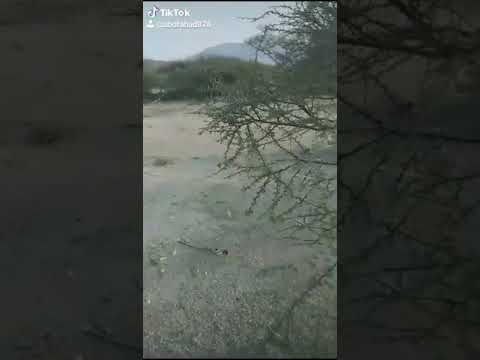 صيد حجل بشرك